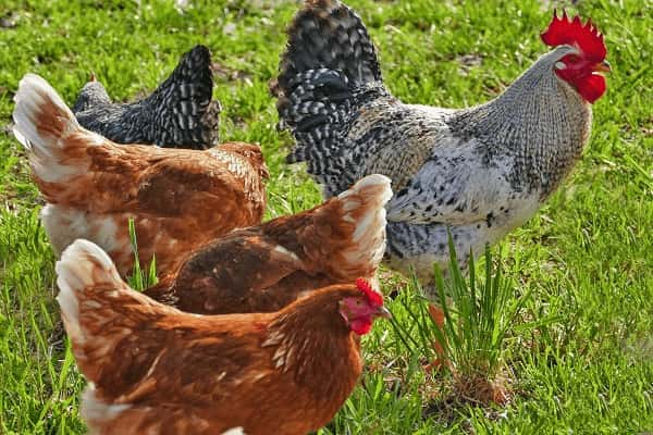 animaux de la ferme